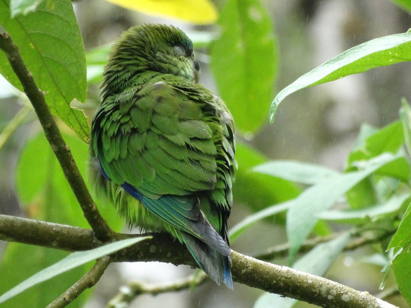 Pileated Parrot - Dalcio Dacol