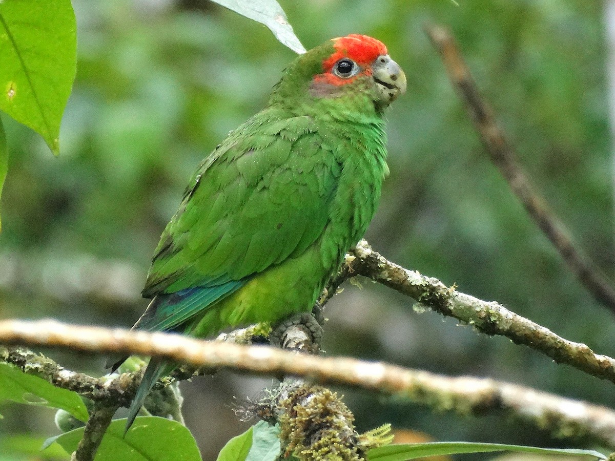 Pileated Parrot - Pionopsitta pileata - Birds of the World