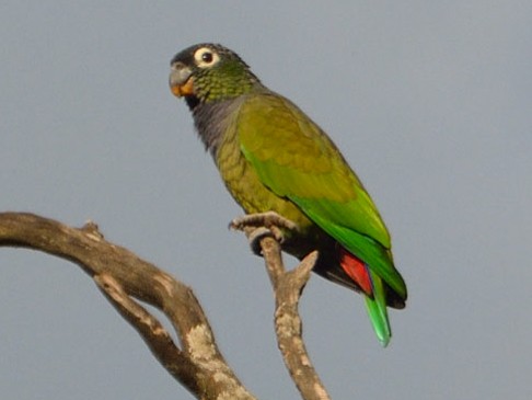 Scaly-headed Parrot - Luis Fernandez