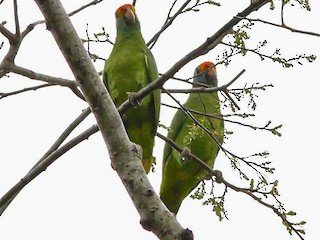  - Red-browed Parrot