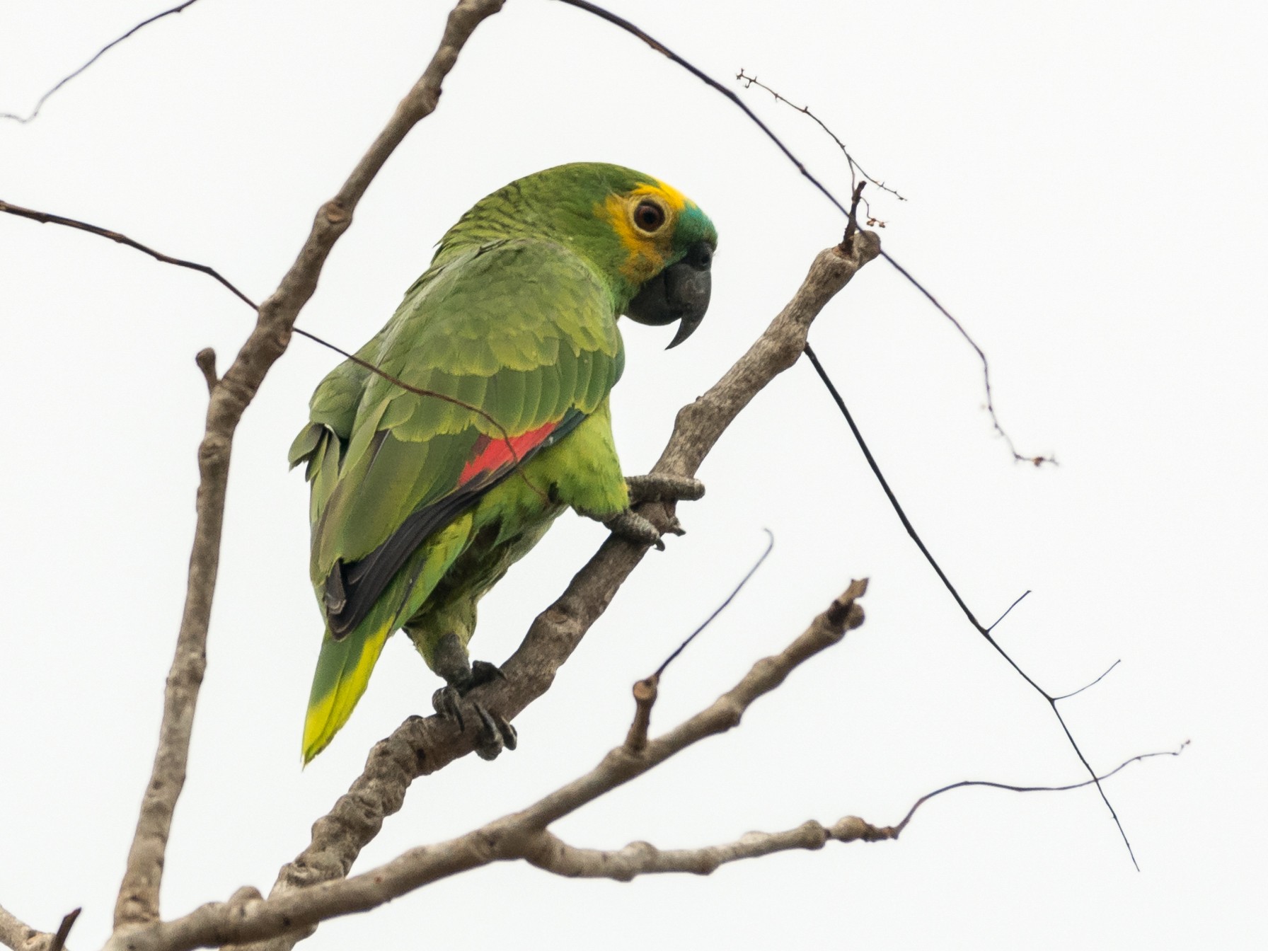 Turquoise-fronted Parrot - Michael Plaster