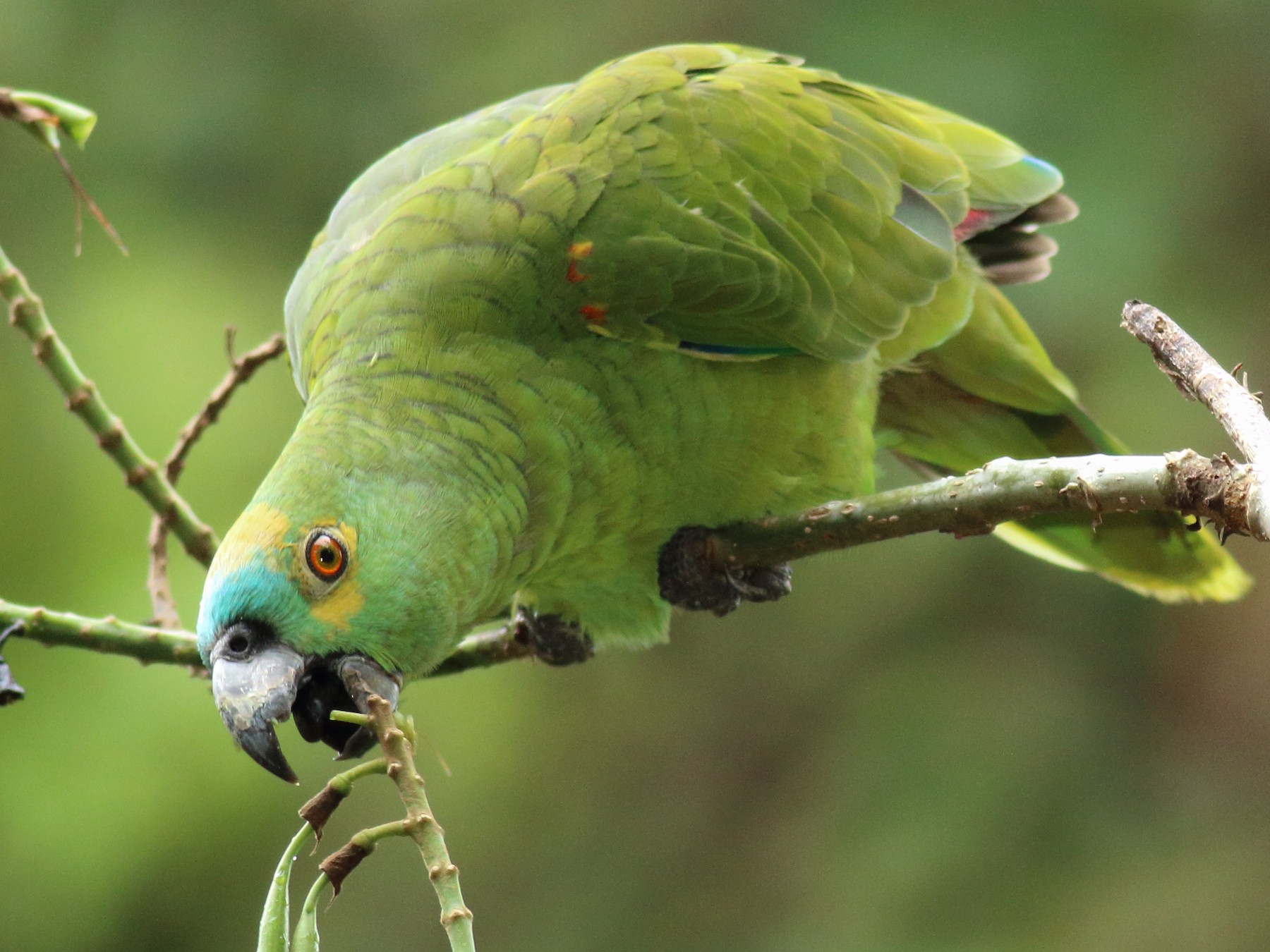 Желтолобый амазон. Толстоклювый попугай Катарины. 55 Species of Parrots.