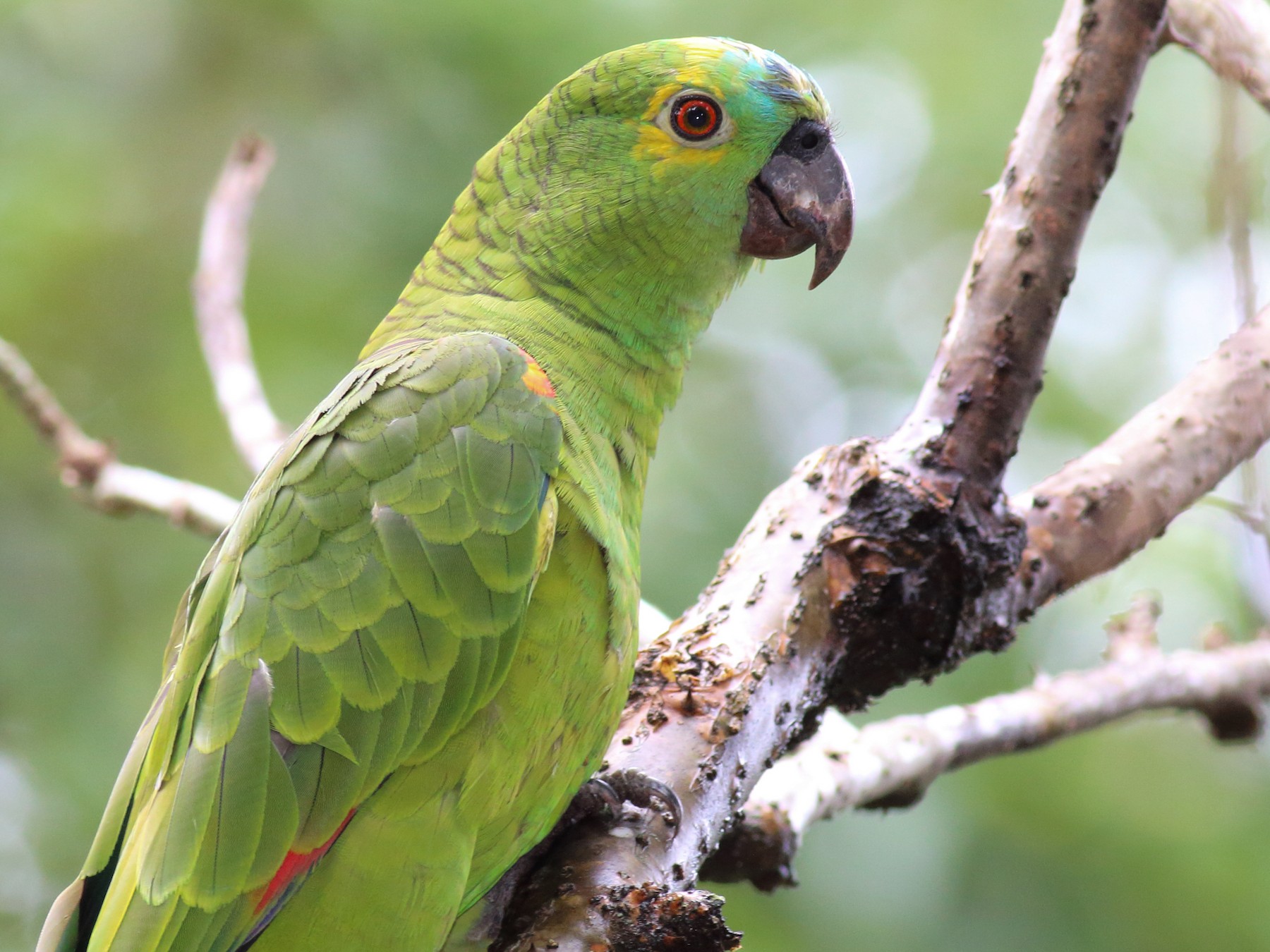 Turquoise-fronted Parrot - Rick Folkening