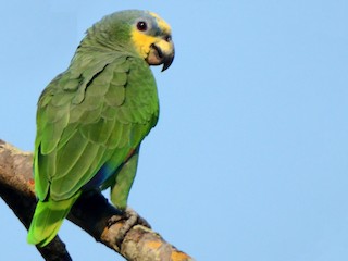  - Orange-winged Parrot