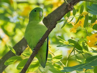  - Cobalt-rumped Parrotlet