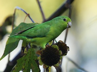  - Cobalt-rumped Parrotlet