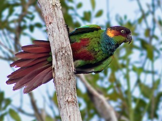  - Ochre-marked Parakeet