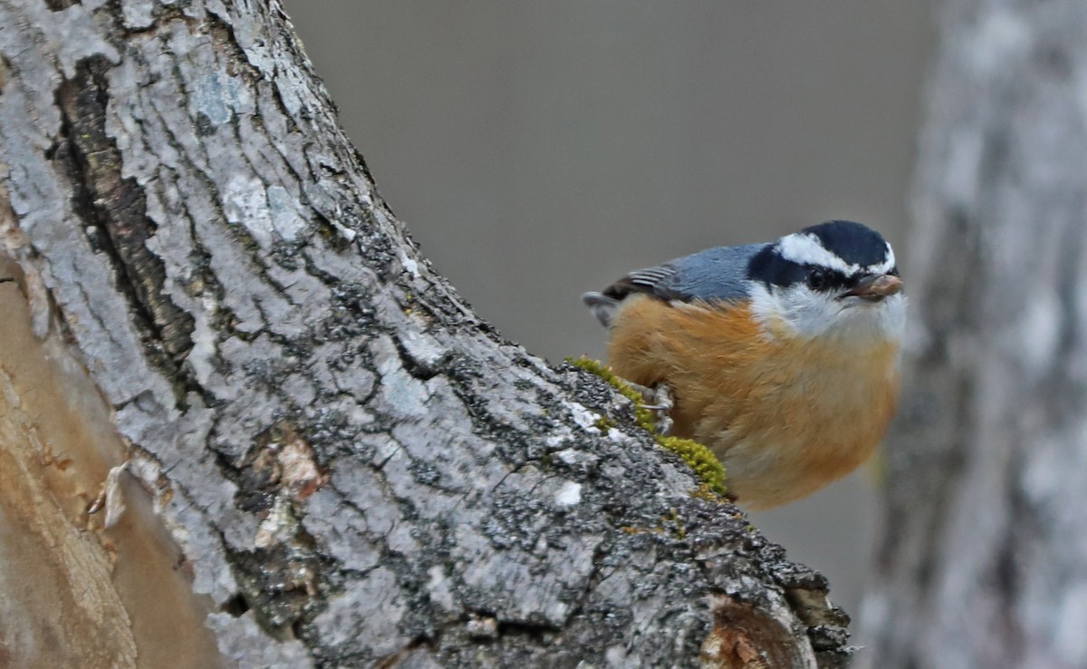 Red-breasted Nuthatch - ML88536701