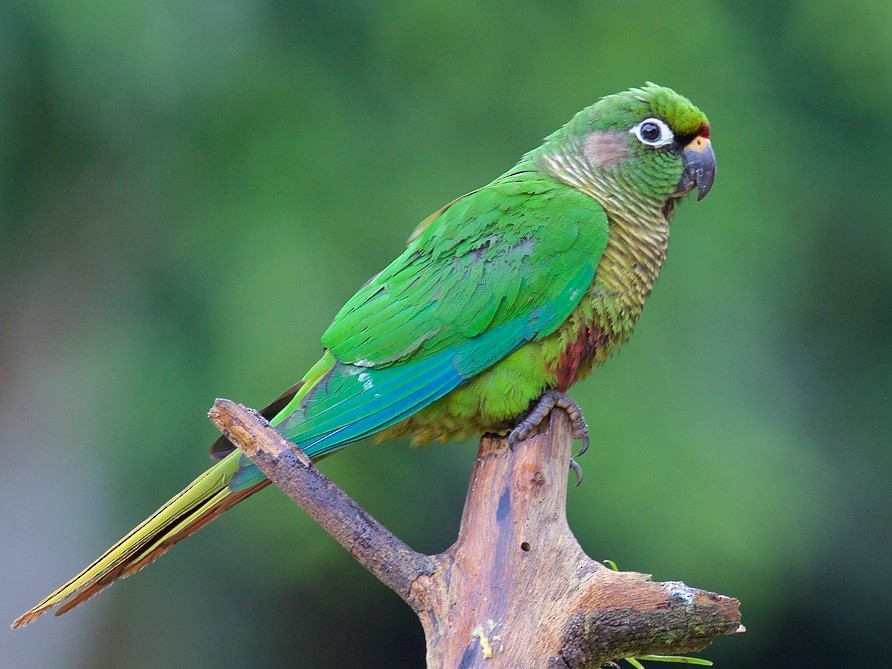 Maroon-bellied Parakeet - Luiz Matos