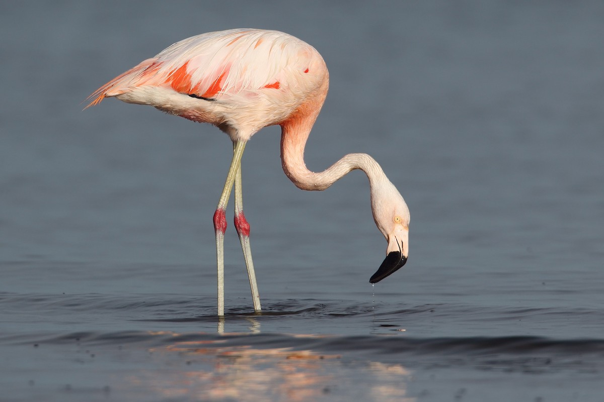 Chilean Flamingo - ML88538281
