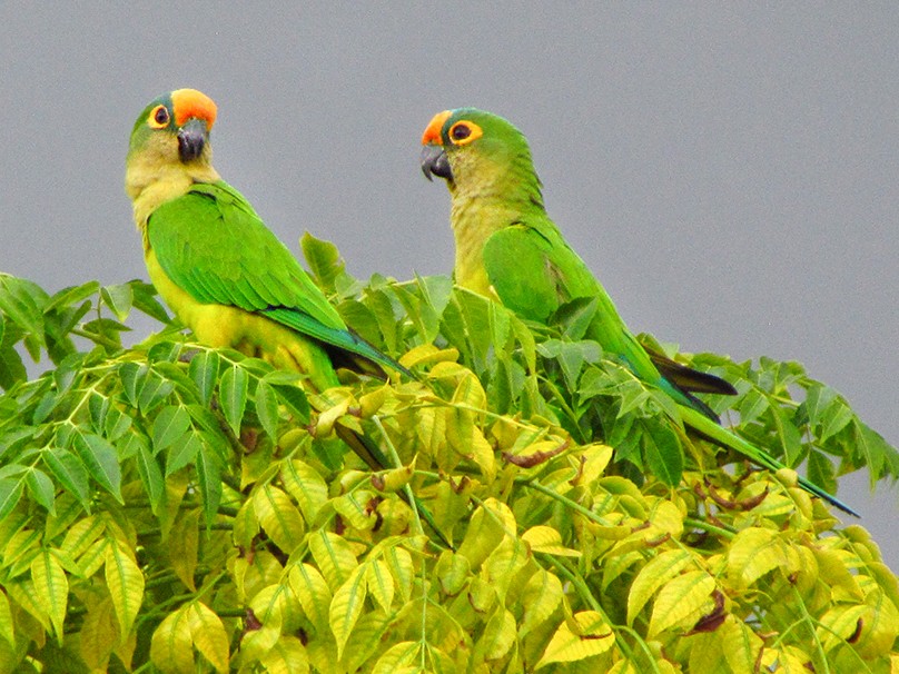 Peach-fronted Parakeet - Fabricio C. Gorleri