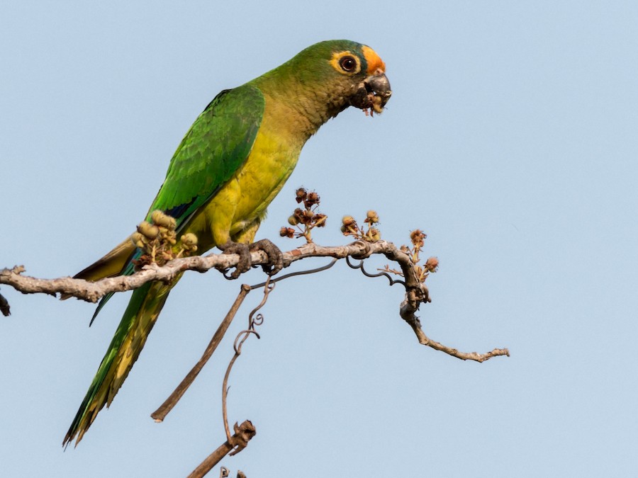 Peach 2024 faced parakeet