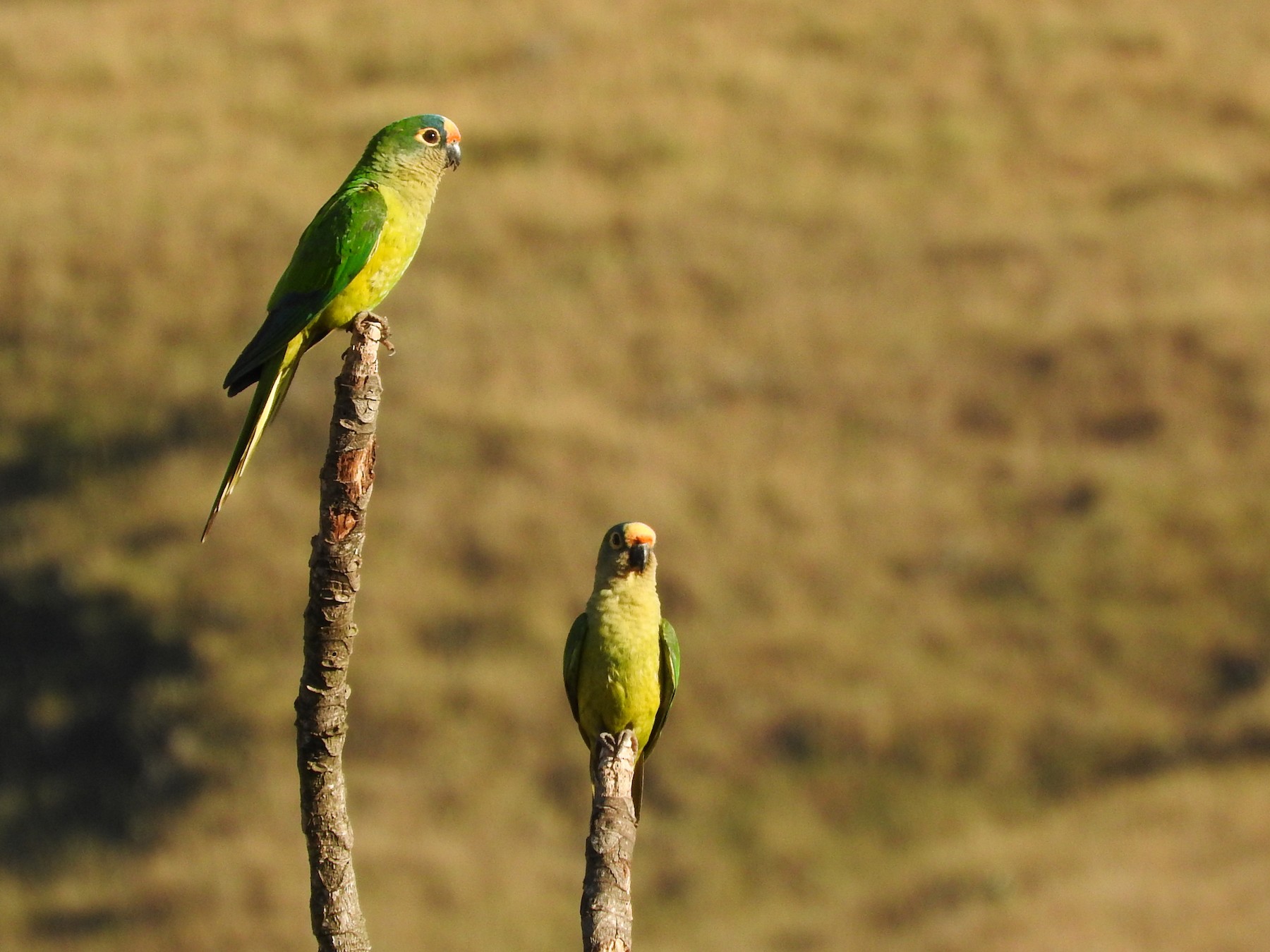 Peach-fronted Parakeet - Bruno Arantes de Andrade Bueno