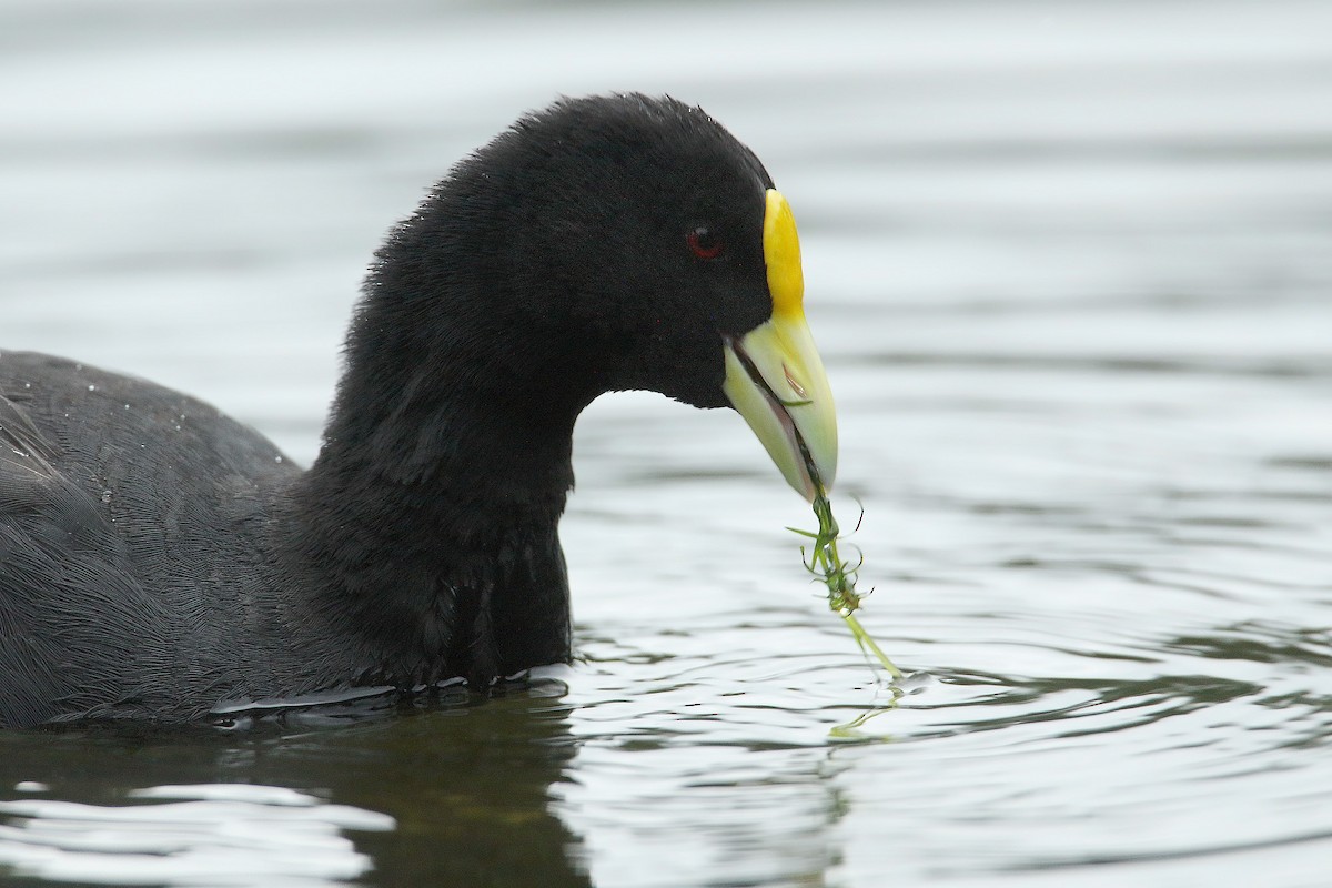 White-winged Coot - ML88540281