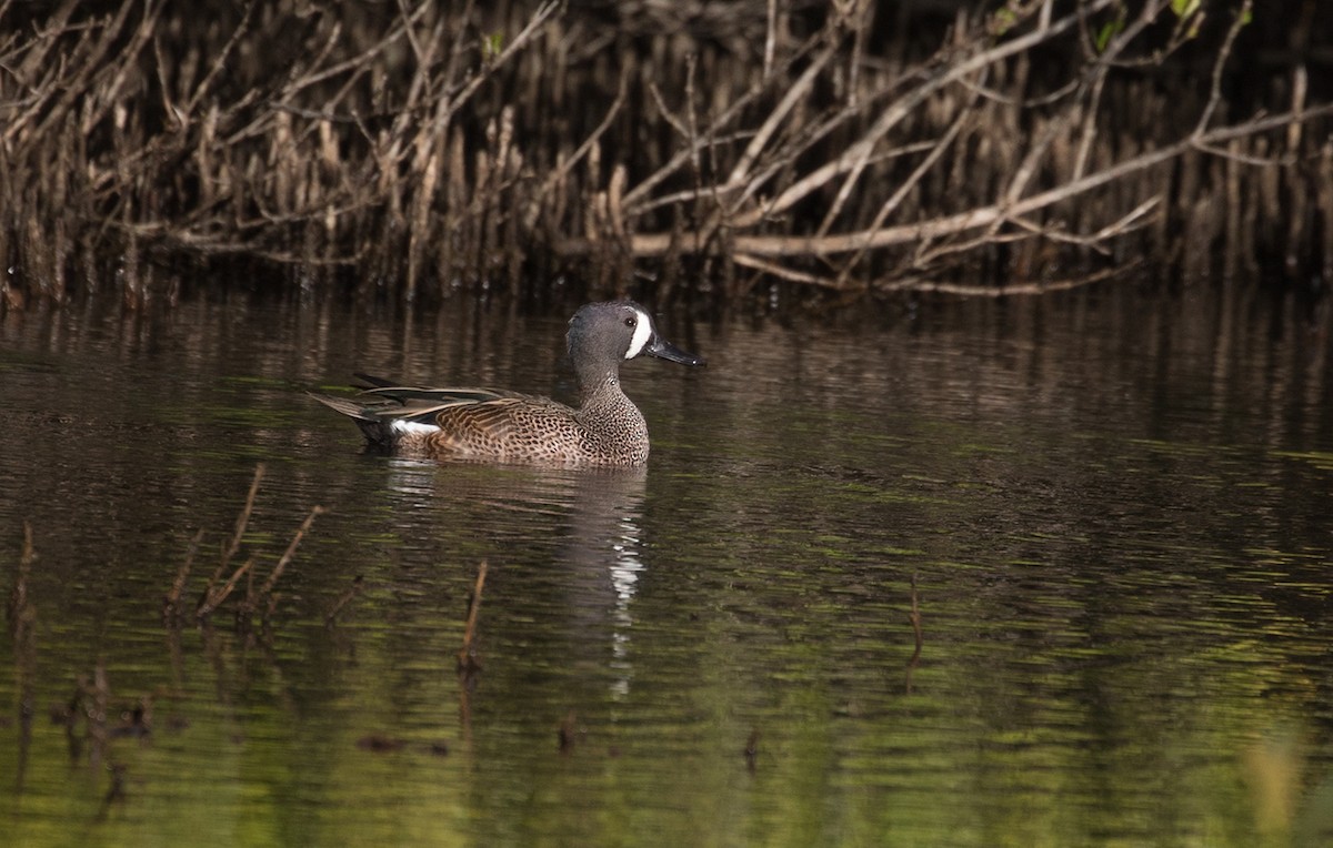 Blue-winged Teal - ML88540831