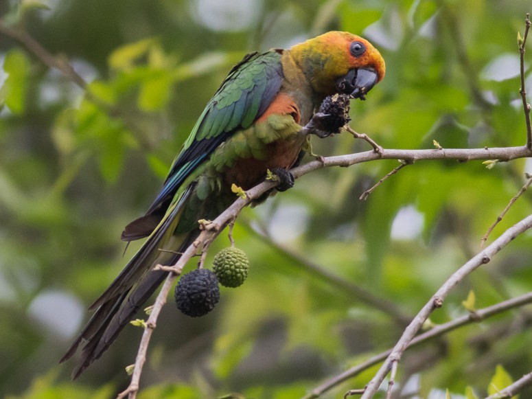 Golden-capped Parakeet - Tom Johnson