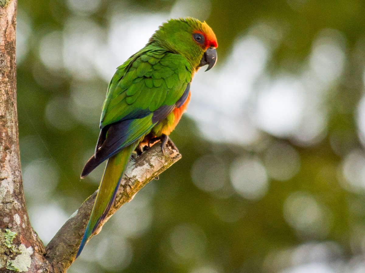 Golden-capped Parakeet - Aratinga auricapillus - Birds of the World