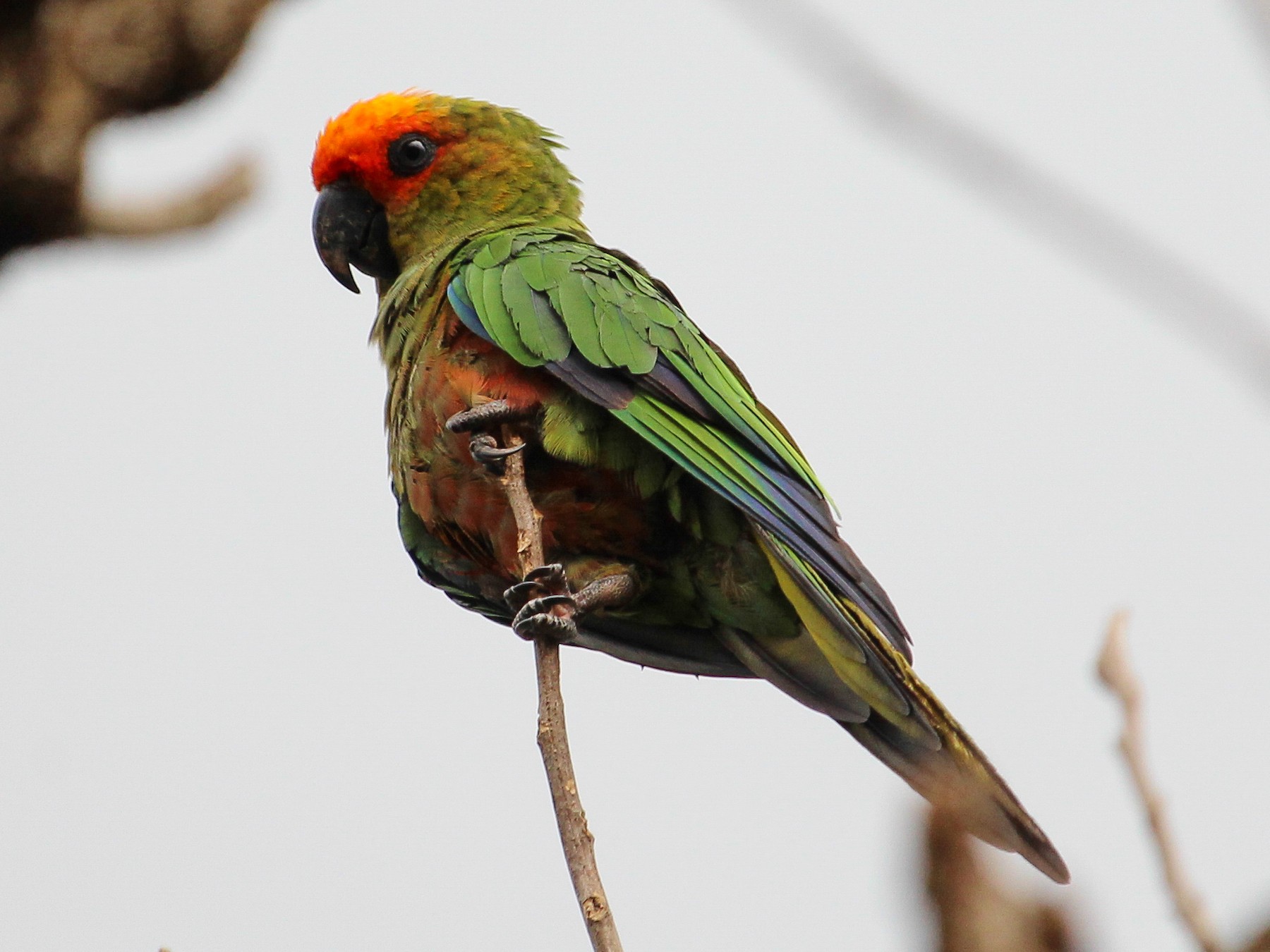 Golden-capped Parakeet - João Souza