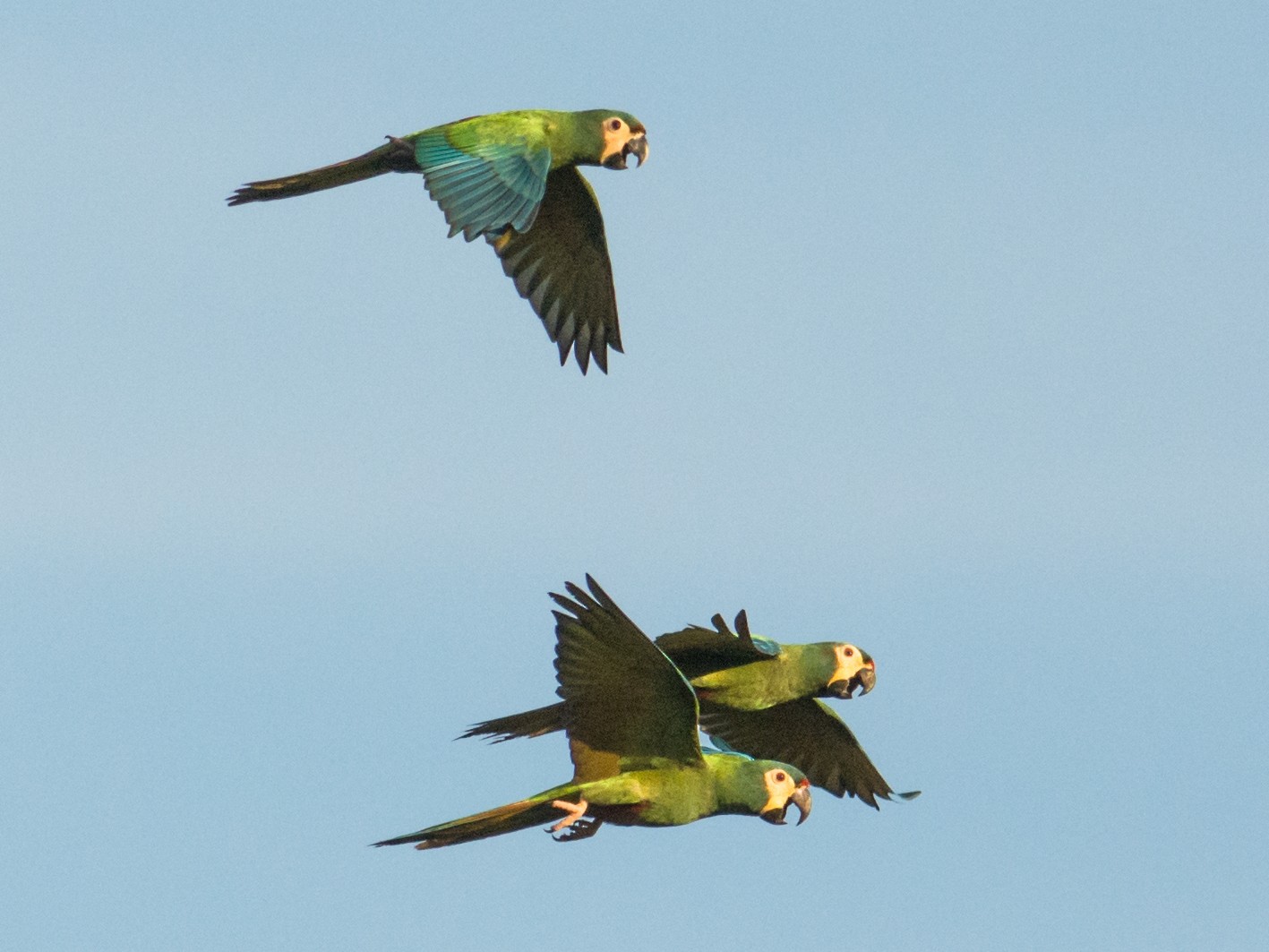 Blue-winged Macaw - Hudson - BirdsRio