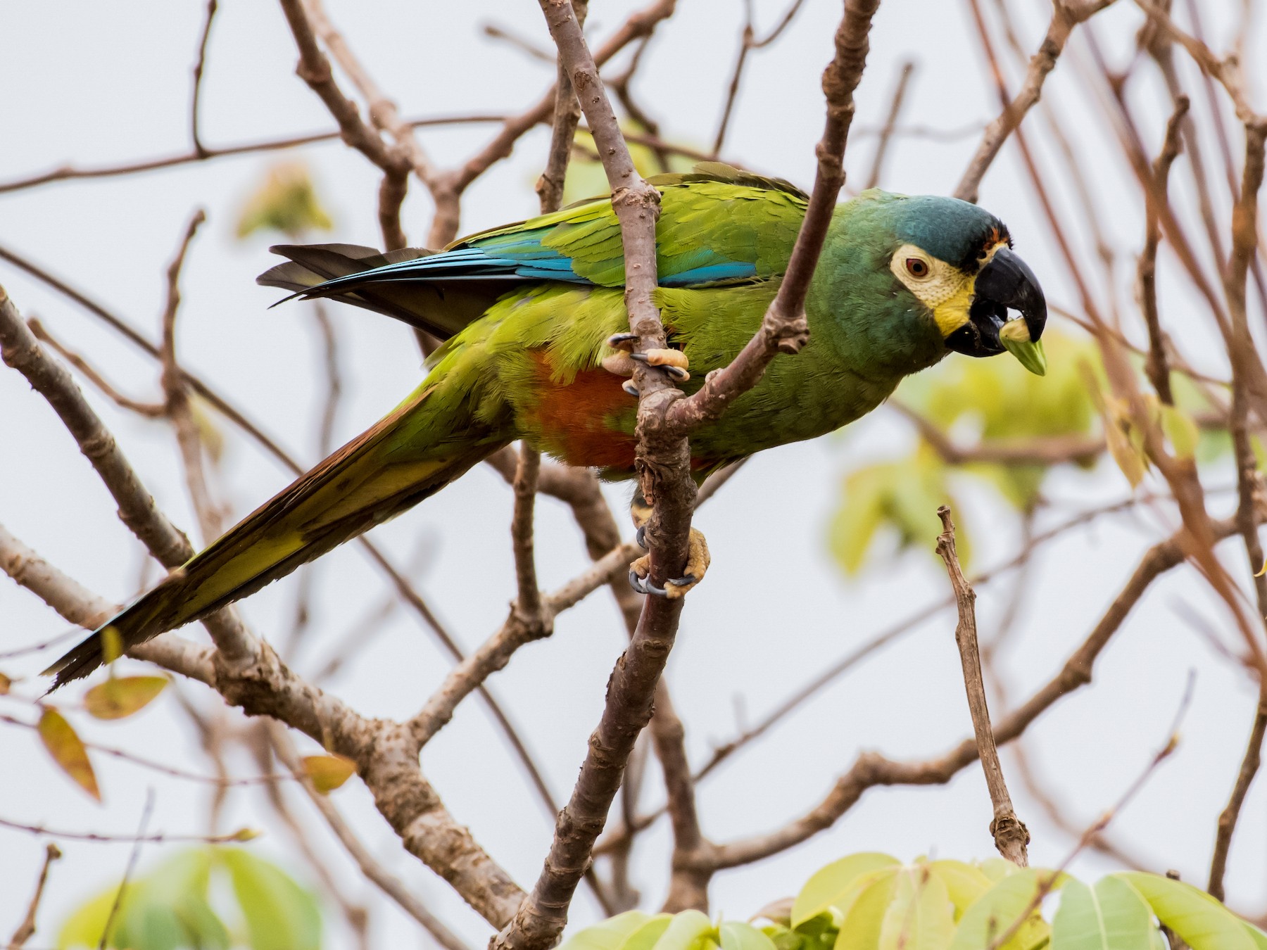 Blue-winged Macaw - Hank Davis