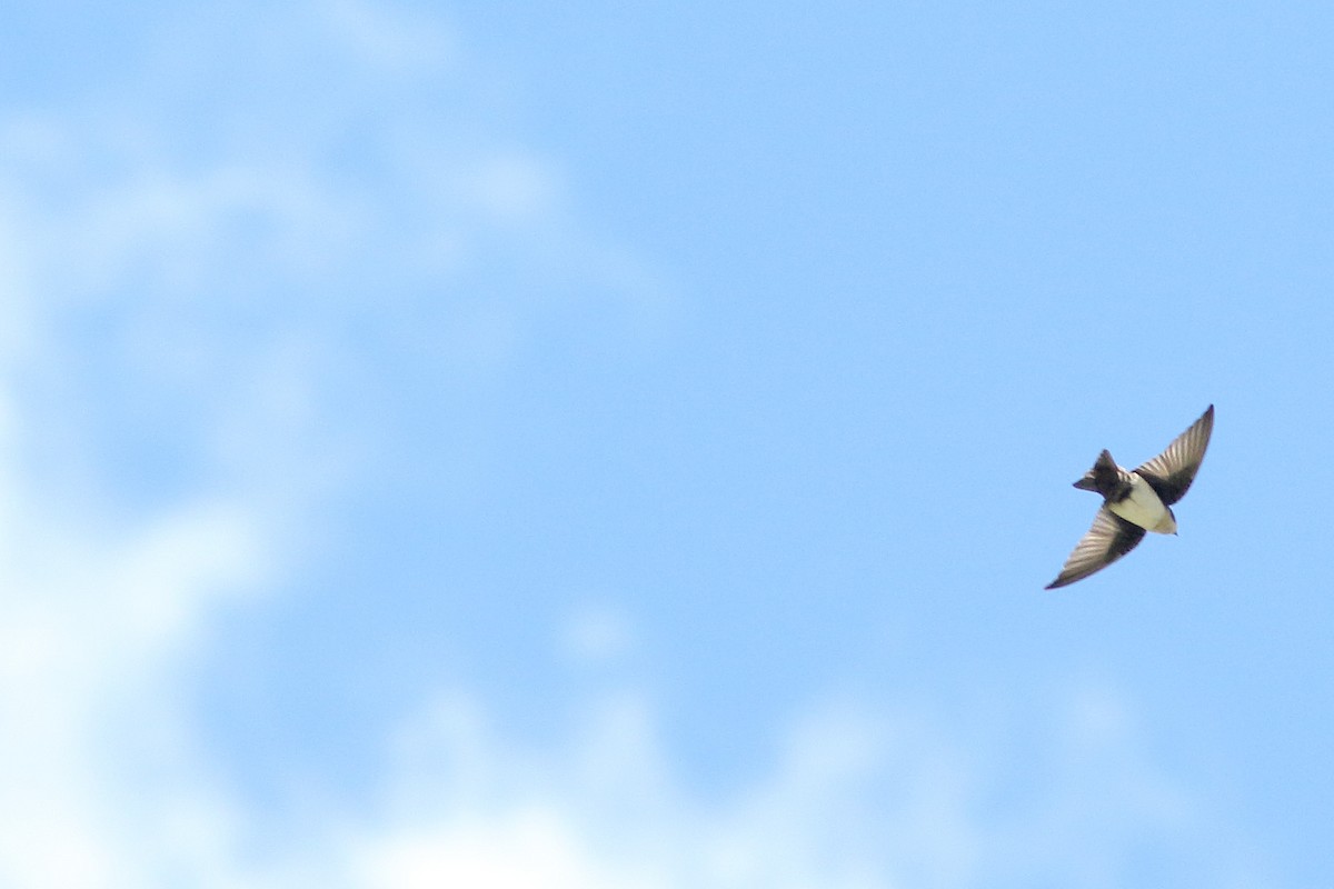 Blue-and-white Swallow - Martjan Lammertink