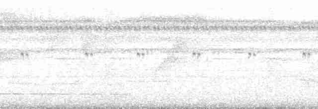 Pullu Çıtkuşu [marginatus grubu] - ML88544