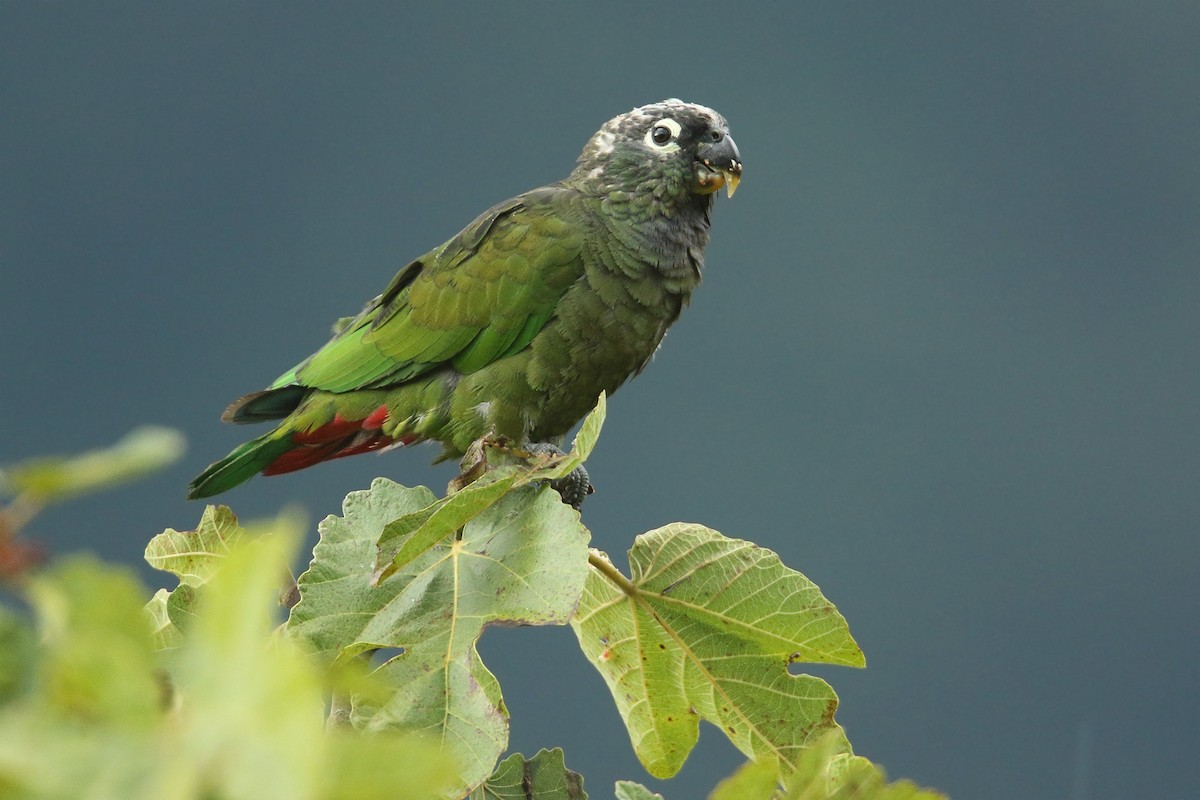 Scaly-headed Parrot - ML88544191