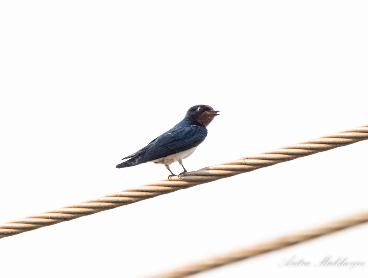 Barn Swallow - Aritra Mukherjee