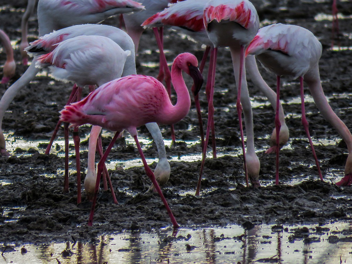 Lesser Flamingo - Joan Balfagón