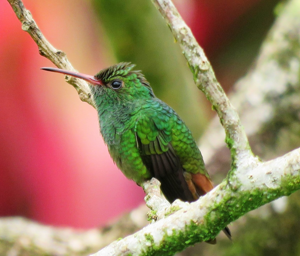 Rufous-tailed Hummingbird - ML88549001