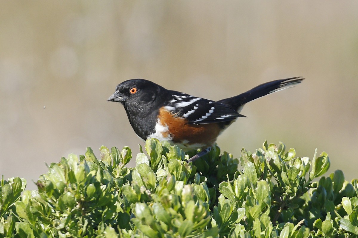 Spotted Towhee - ML88549681