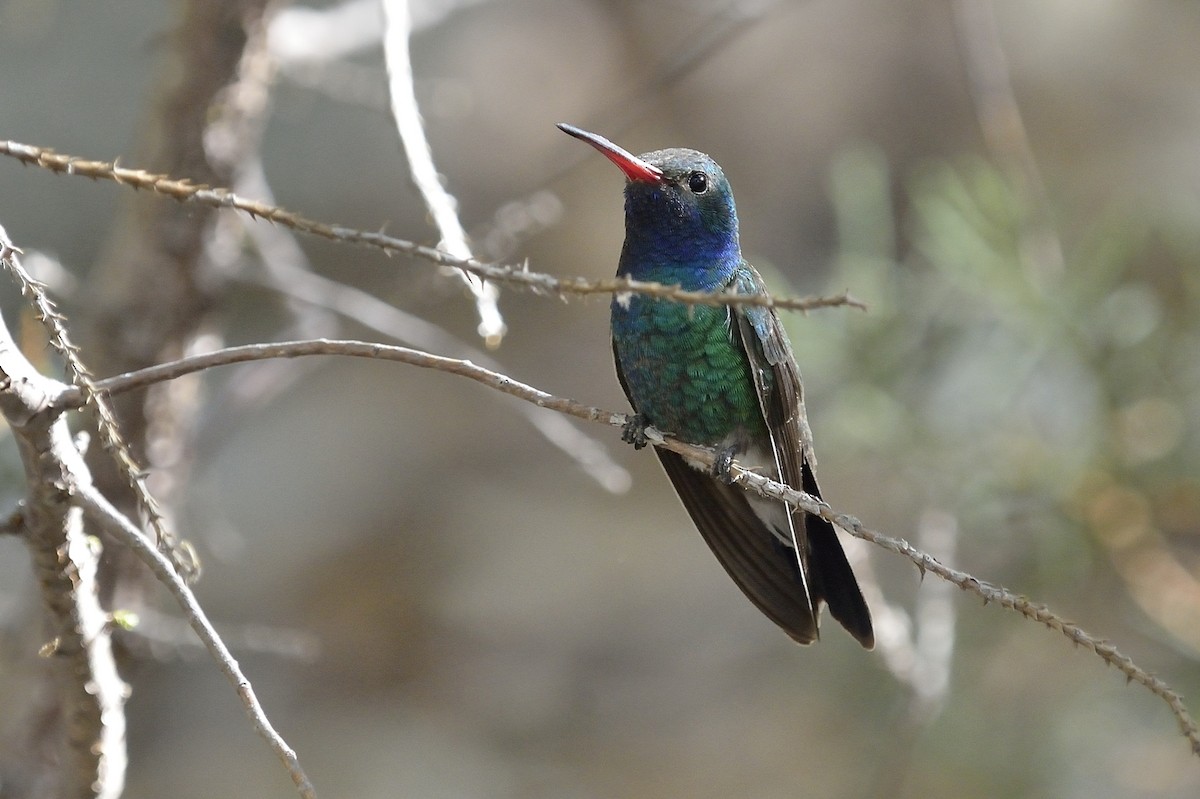 kolibřík širokozobý - ML88551191