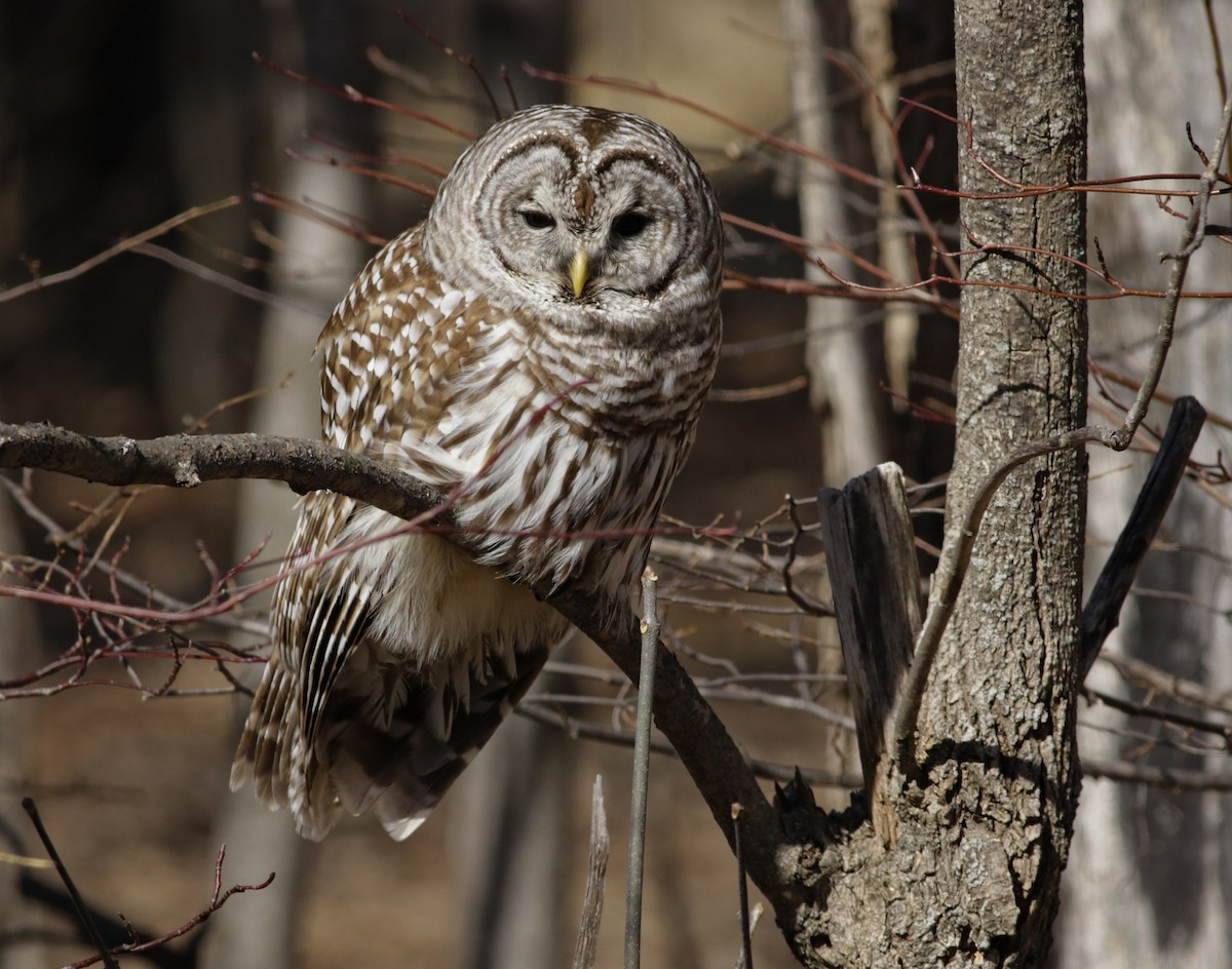 Barred Owl - ML88551441