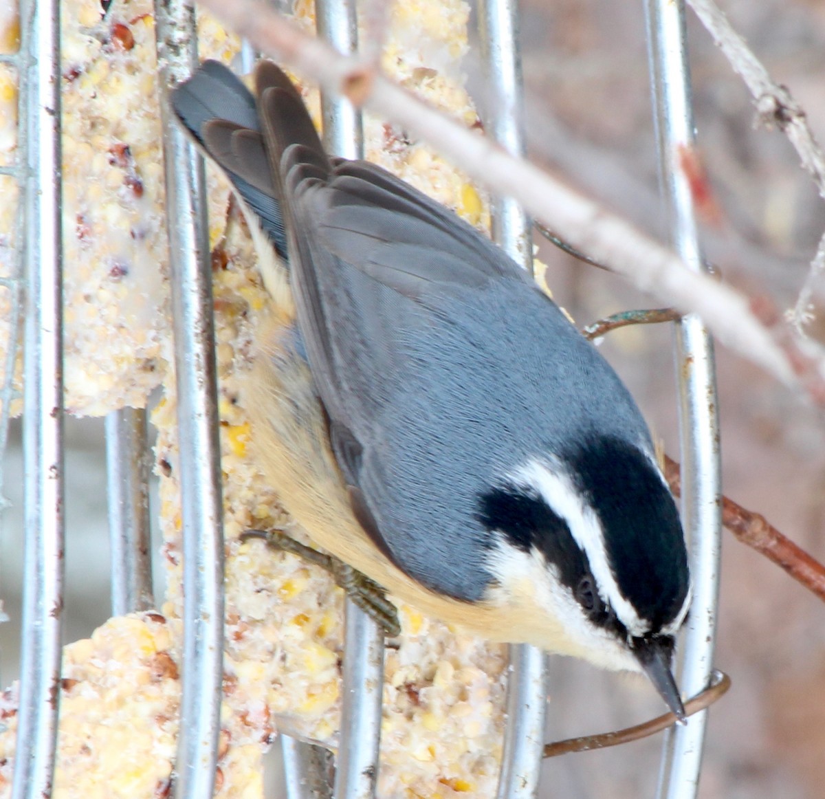 Red-breasted Nuthatch - john tuach