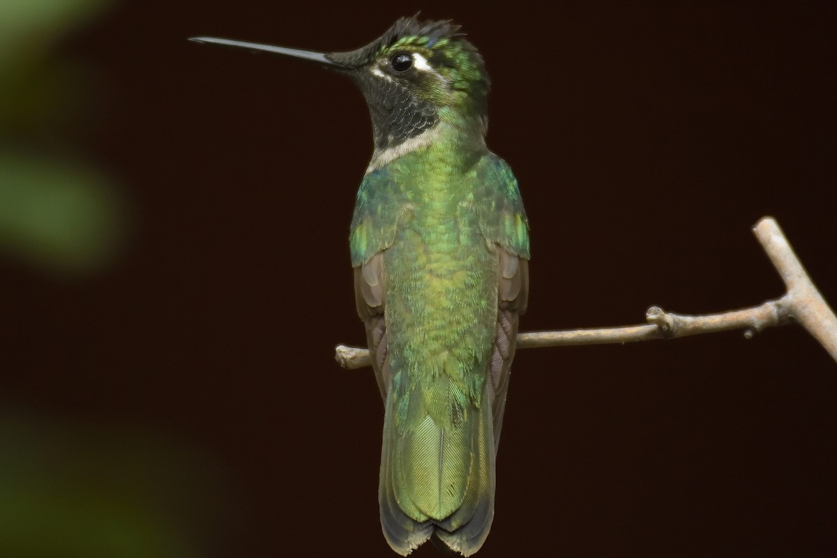 Rivoli's Hummingbird - ML88551721