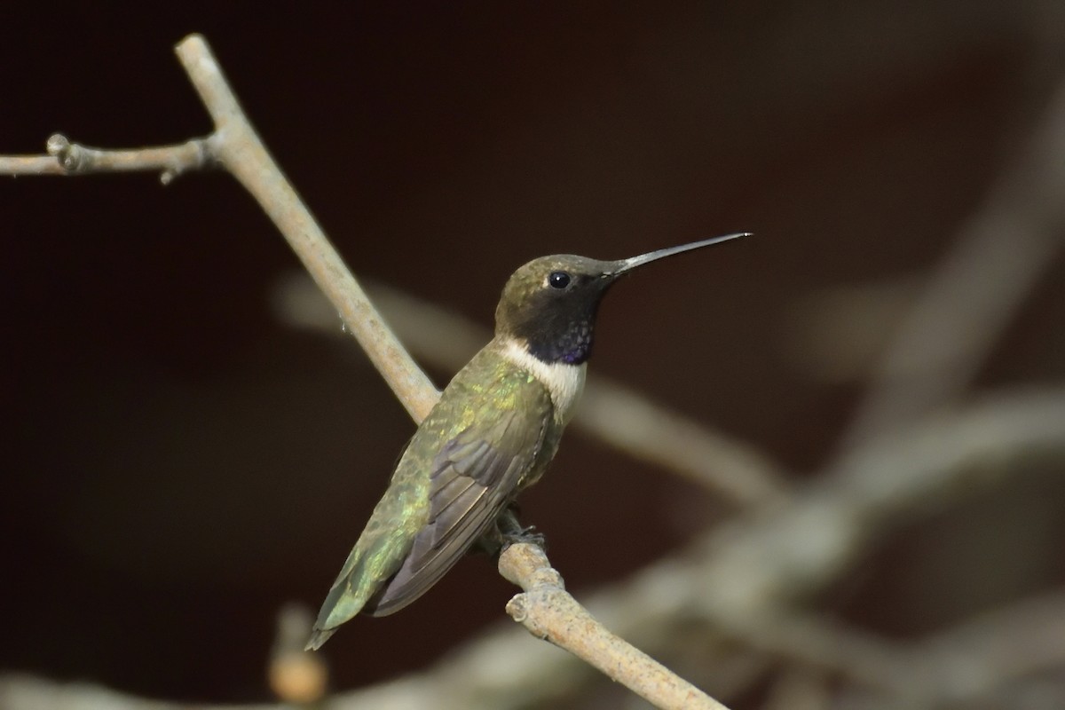 Black-chinned Hummingbird - ML88552351