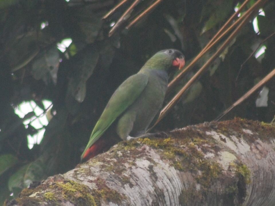 Red-billed Parrot - David Weaver