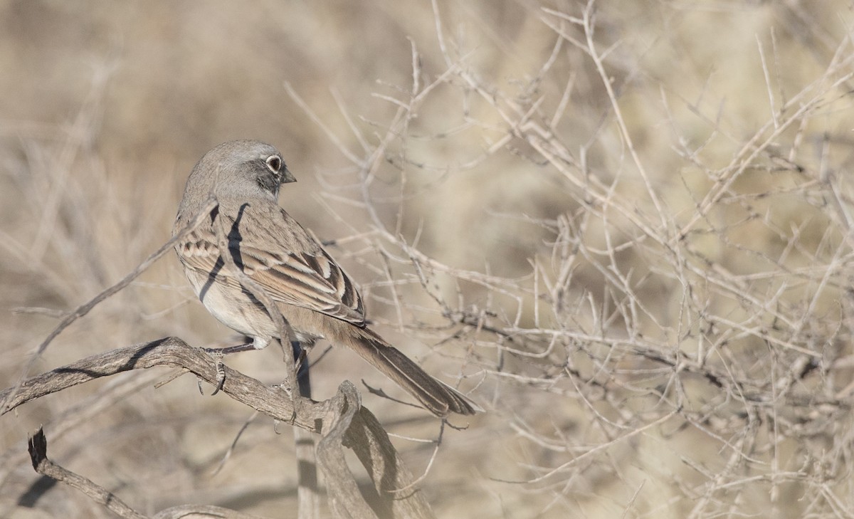 Sagebrush Sparrow - Ian Davies