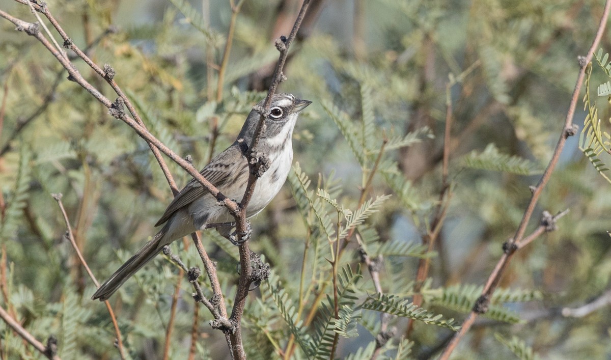 Sagebrush Sparrow - ML88556901
