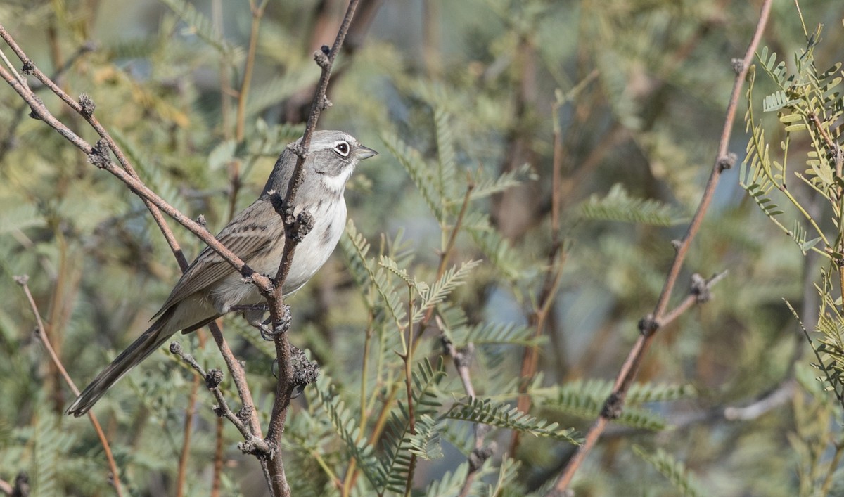 Sagebrush Sparrow - ML88556961