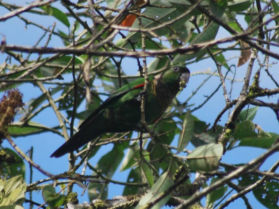 Maroon-tailed Parakeet - ML88557441
