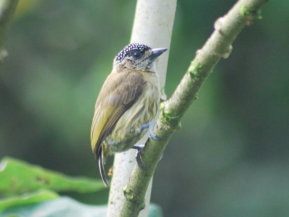 Olivaceous Piculet - ML88557841