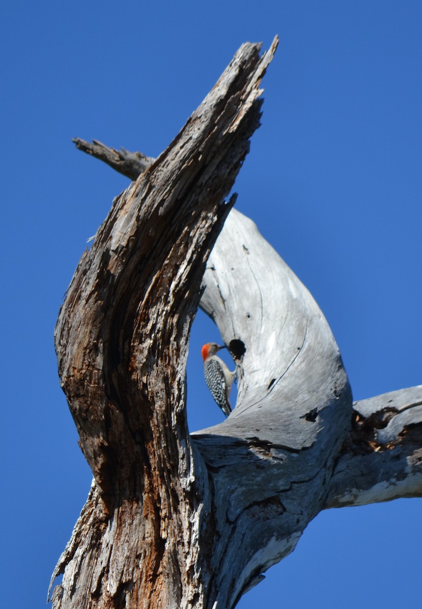 Red-bellied Woodpecker - ML88565481
