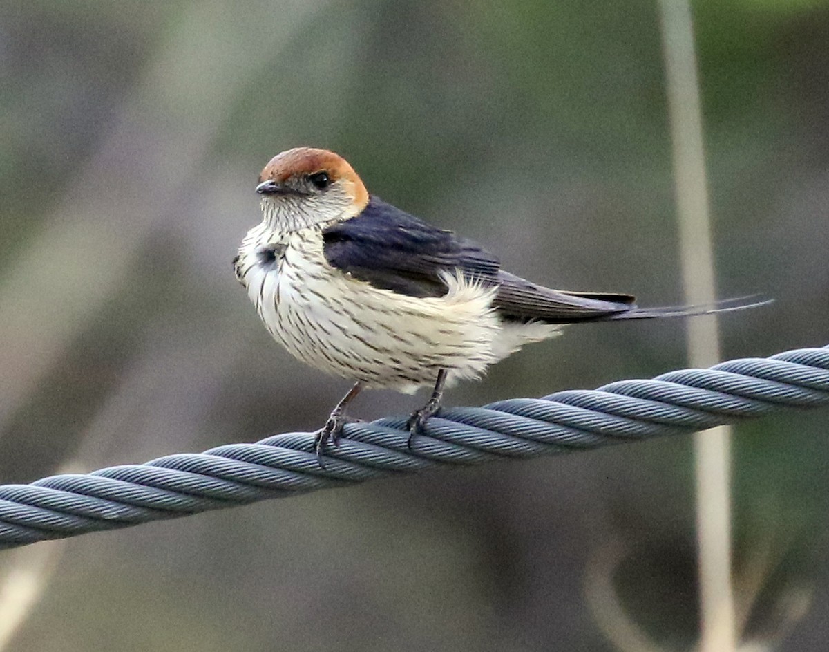 Greater Striped Swallow - Charlotte Byers