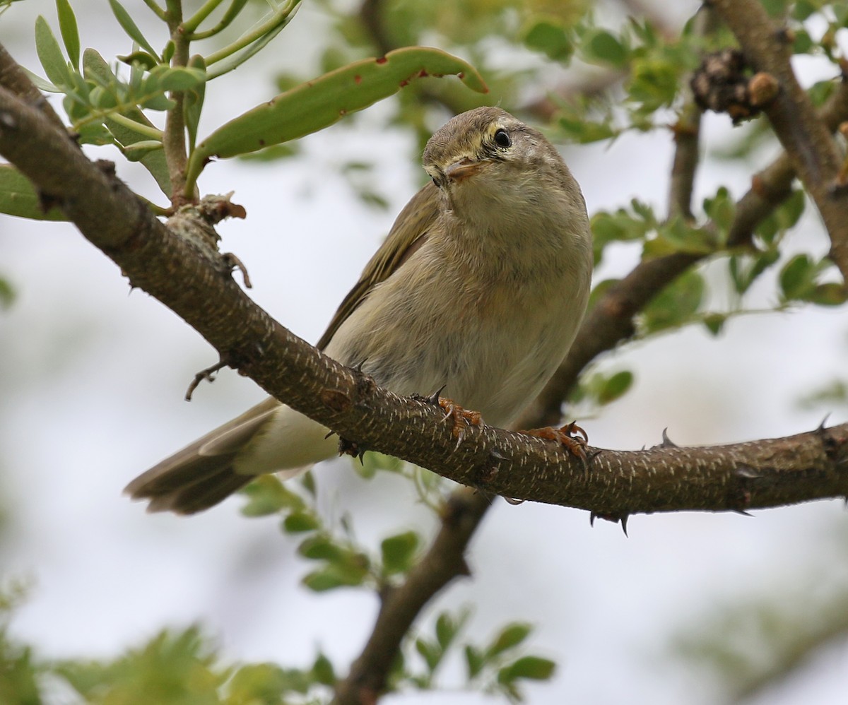 Willow Warbler - Charlotte Byers