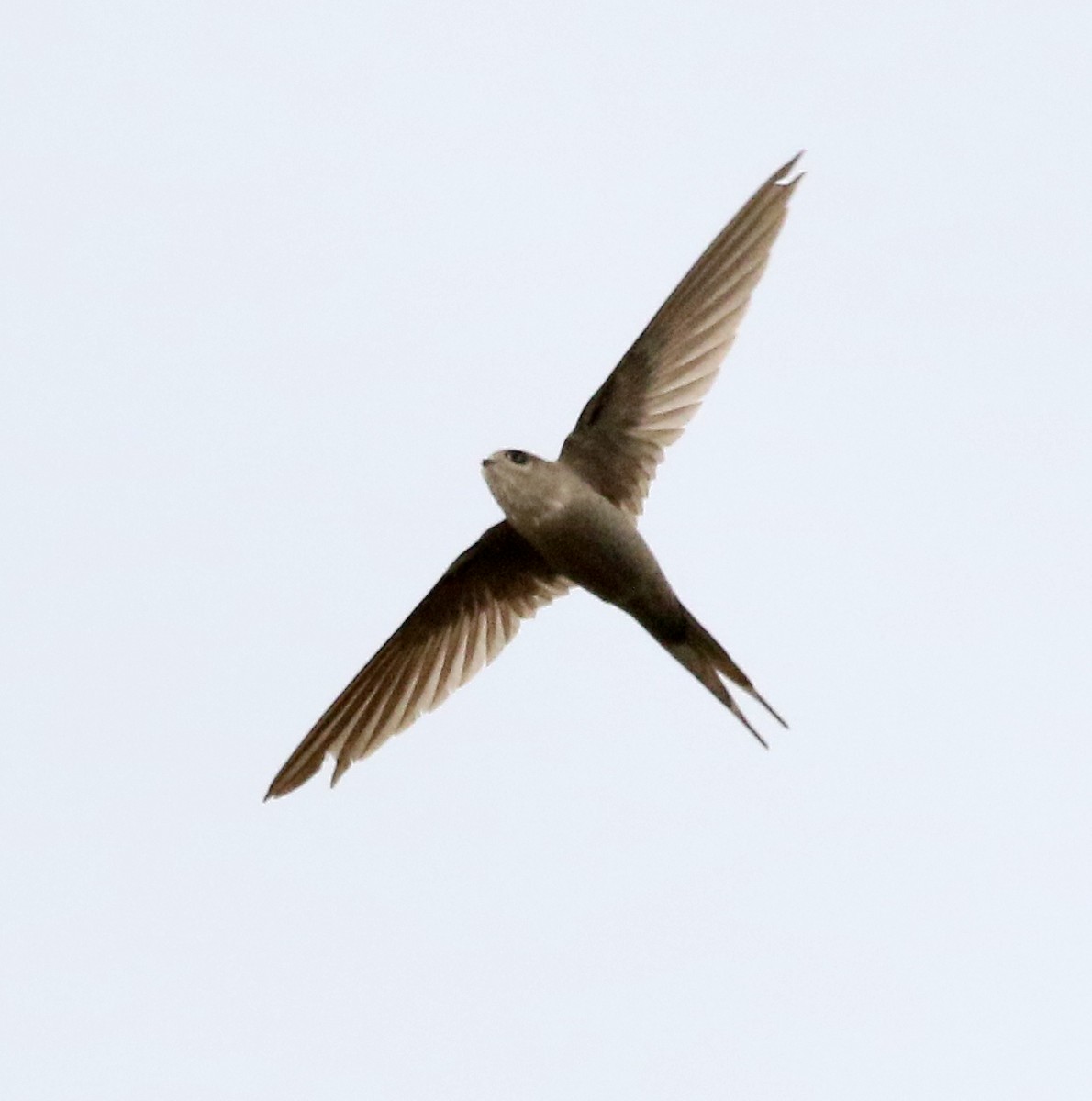 African Palm Swift - Charlotte Byers