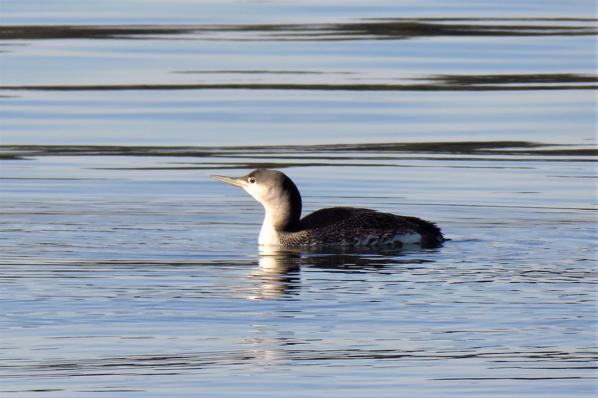 Red-throated Loon - ML88575411