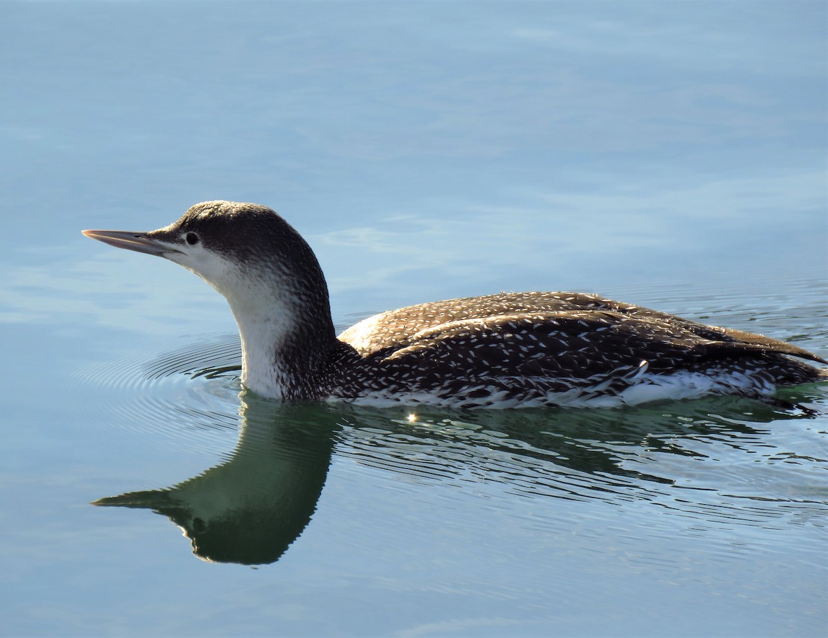 Red-throated Loon - ML88575441