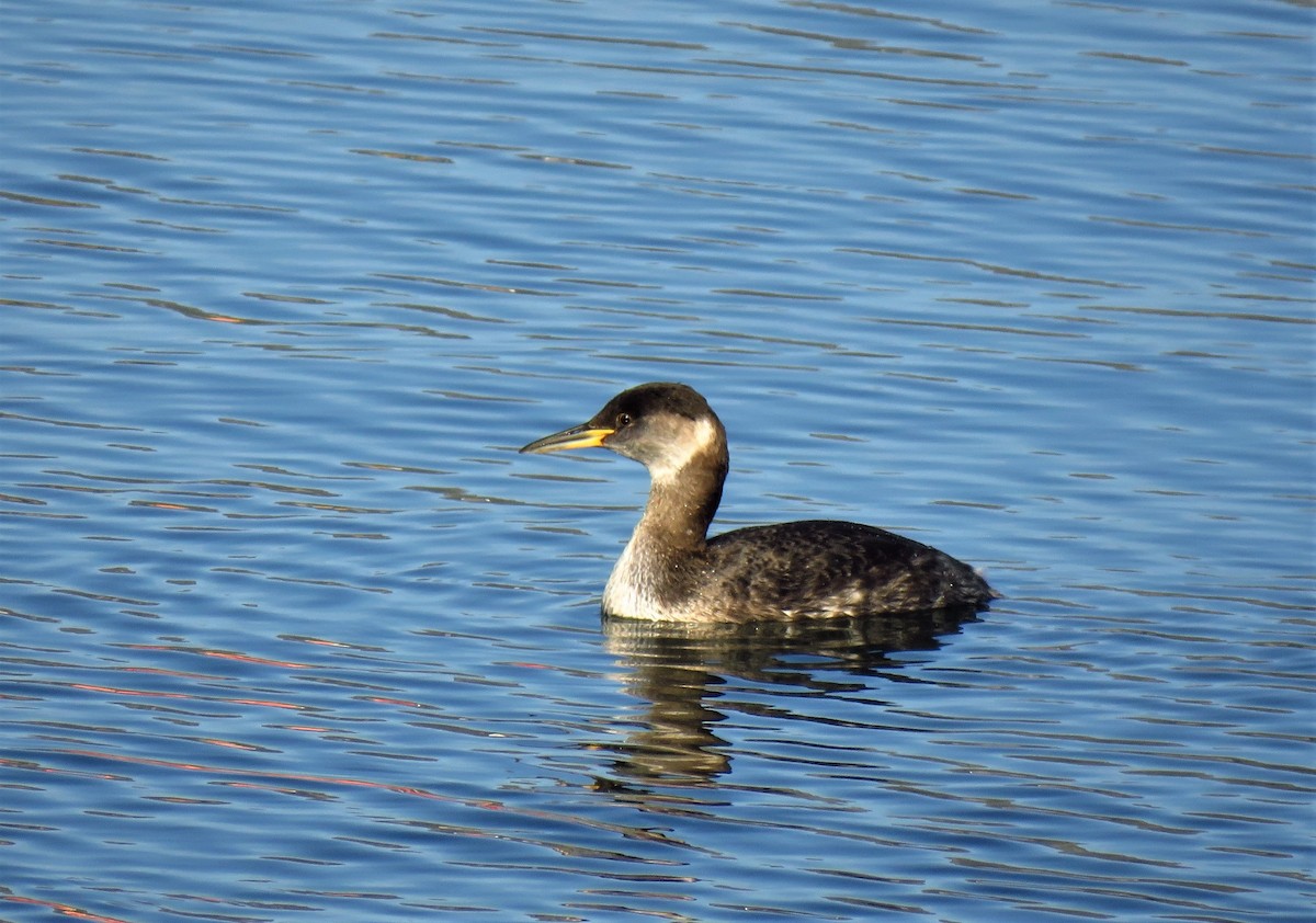 Red-necked Grebe - ML88576001