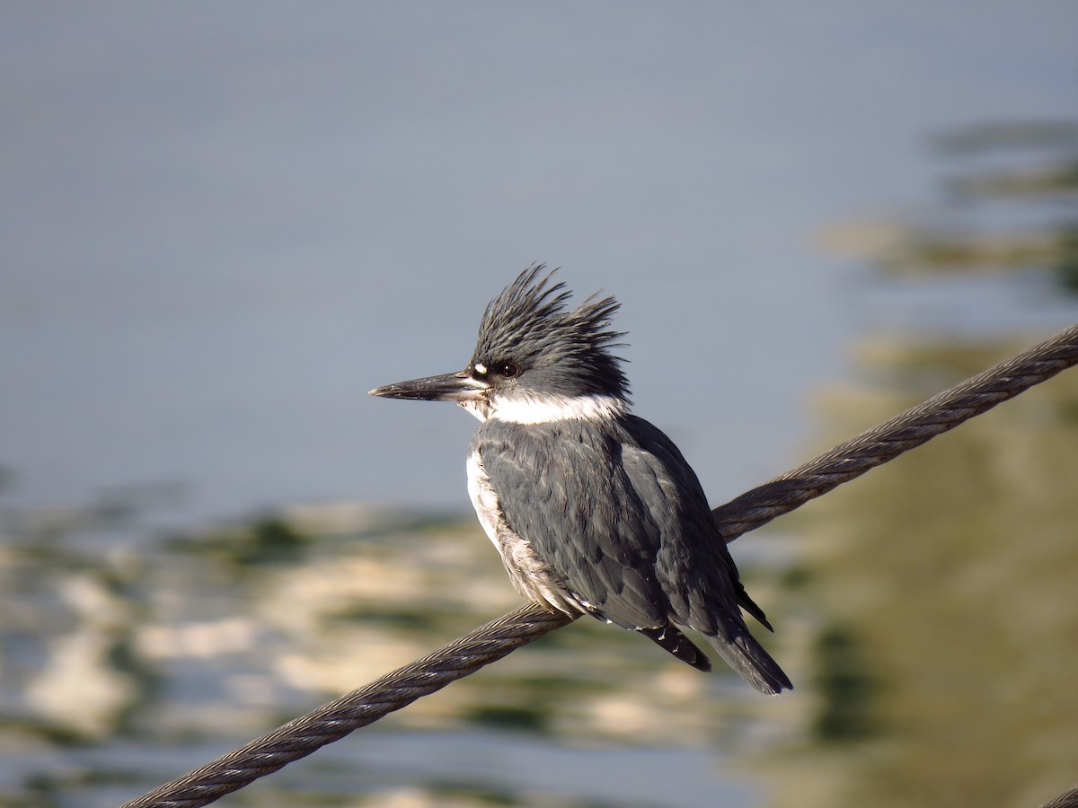 Belted Kingfisher - ML88576231